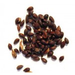 Ephedra sinica seeds