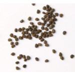 Nicotiana rustica seeds